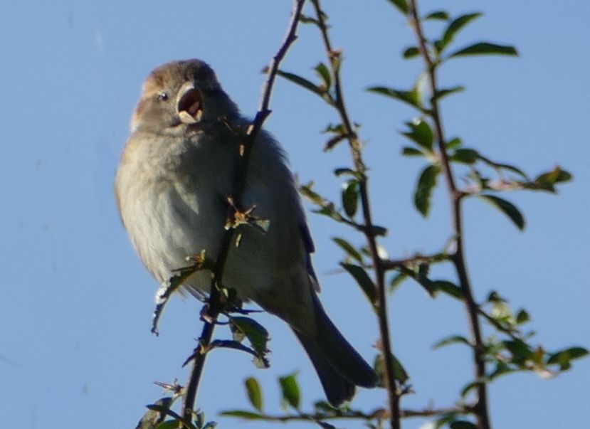 picture of sparrow with beak open