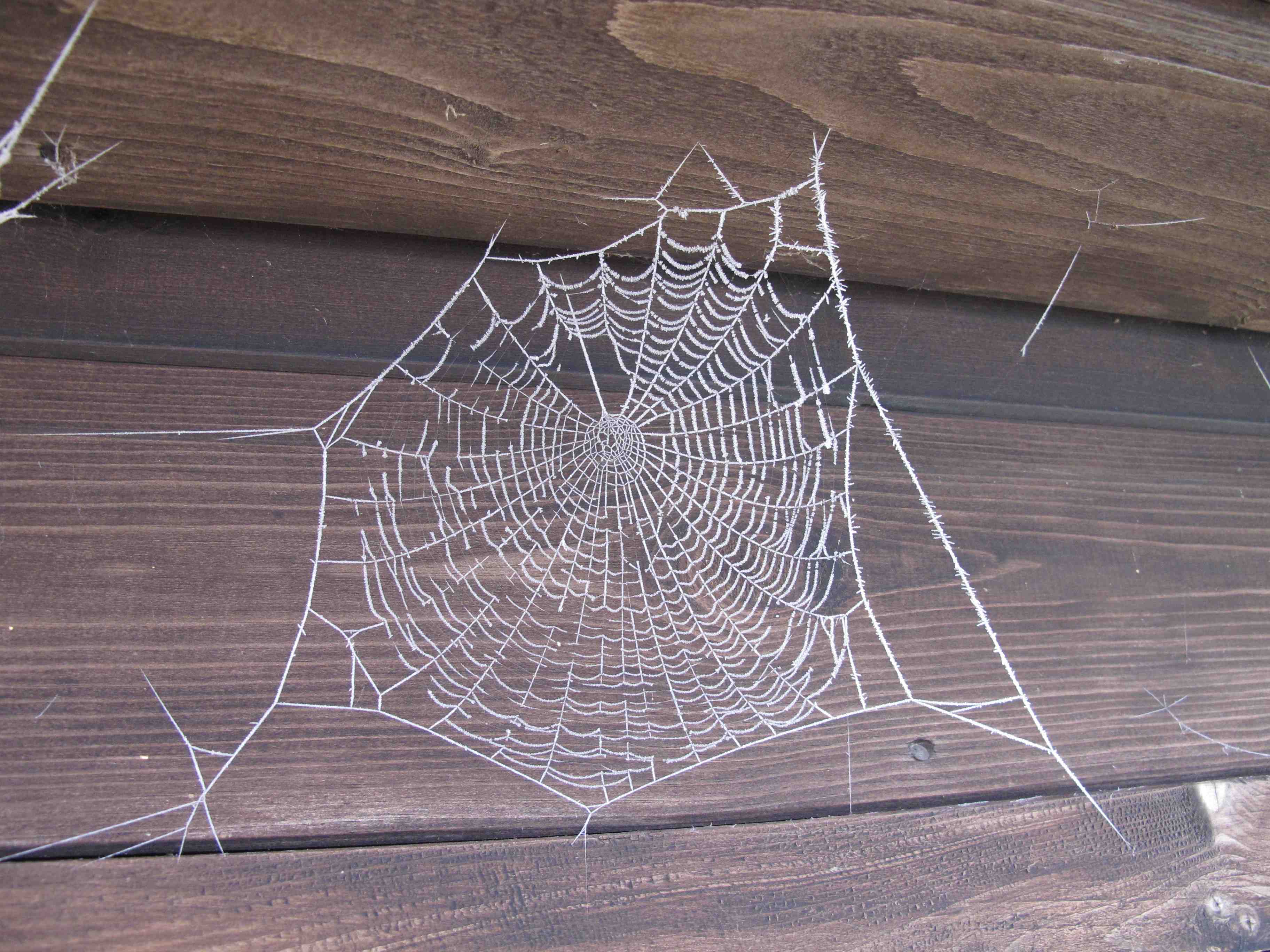 Morning frost on a spider's web